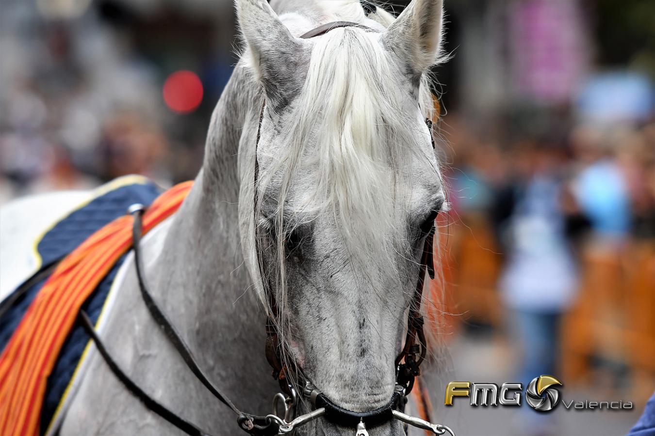 Entrada-de-Moros-y-Cristianos-Ciudad-de-València-9-de-octubre-2018-FMGValencia-Fili-Navarrete(22)